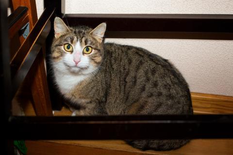 В дар кошку. Серая полосатая умничка-кошка Стеша в дар. Фото4
