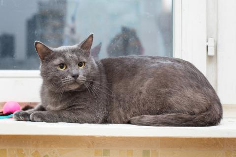 В дар кошку. Русский голубой кот Серёжа в добрые руки. Фото1
