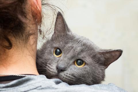 В дар кошку. Русский голубой кот Серёжа в добрые руки. Фото2