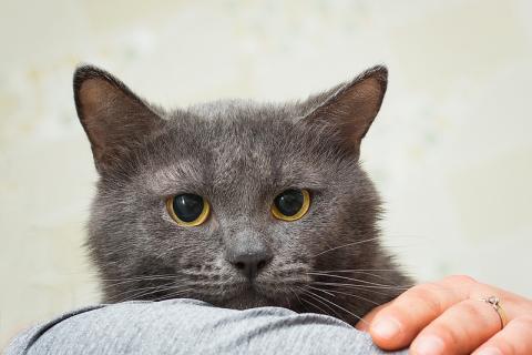 В дар кошку. Русский голубой кот Серёжа в добрые руки. Фото4