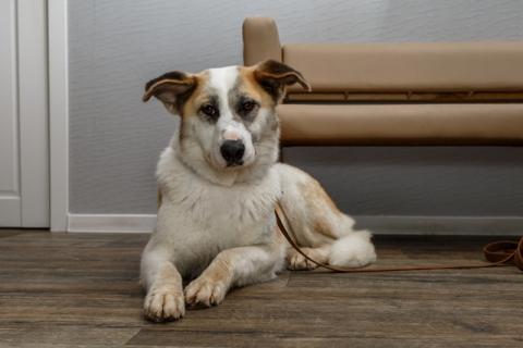 В дар собаку. Душевная собака Маруся в добрые руки. Фото1