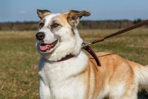 В дар собаку. Душевная собака Маруся в добрые руки. Фото2