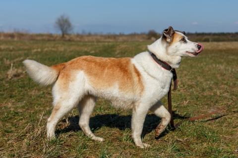 В дар собаку. Душевная собака Маруся в добрые руки. Фото3