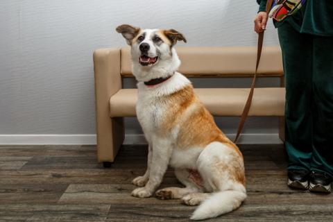 В дар собаку. Душевная собака Маруся в добрые руки. Фото4