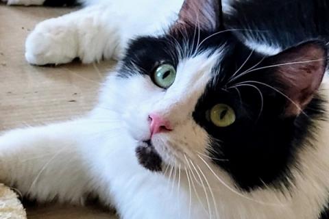 В дар кошку. Котик Пончик ищет семью. Фото3