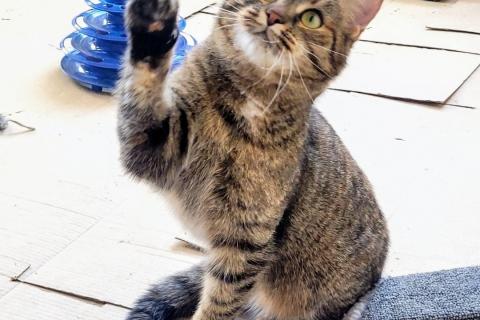 В дар кошку. Кошечка Тася ищет семью. Фото3