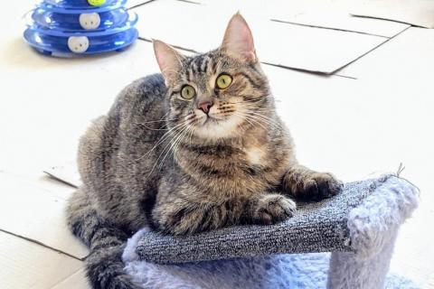 В дар кошку. Кошечка Тася ищет семью. Фото4