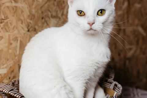 В дар кошку. Белая кошечка Коша ищет дом. Фото1