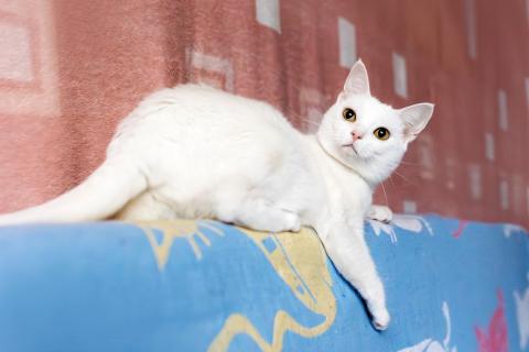 В дар кошку. Белая кошечка Коша ищет дом. Фото2