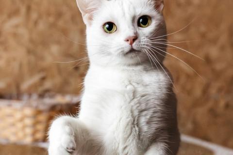 В дар кошку. Белая кошечка Коша ищет дом. Фото3