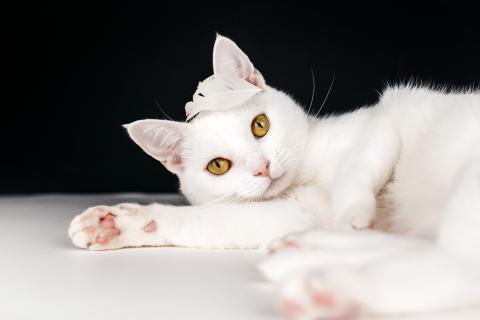В дар кошку. Белая кошечка Коша ищет дом. Фото4