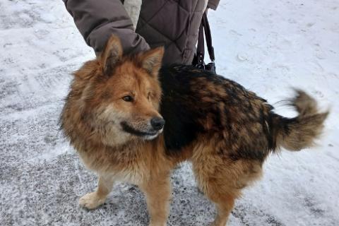 В дар собаку. Идеальный семейный пес Тедди ищет дом и доброе сердце. Фото4