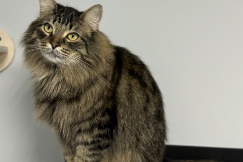В дар кошку. Норвежский лесной кот — шикарный Марк в дар. Фото2