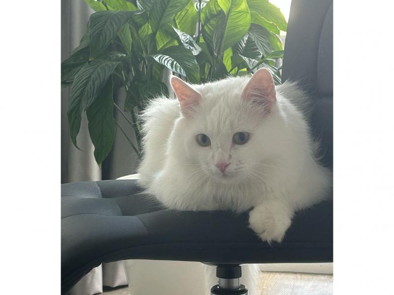 В дар кошку