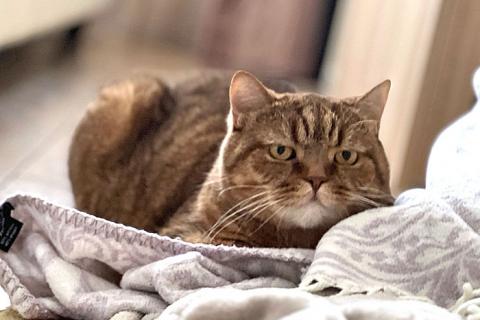 В дар кошку. Домашняя кошечка Саванна, породы скоттиш страйт в добрые руки. Фото3