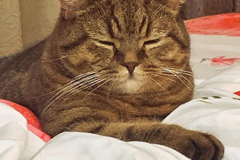 В дар кошку. Домашняя кошечка Саванна, породы скоттиш страйт в добрые руки. Фото4
