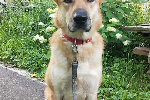 В дар собаку. Ваш самый лучший компаньон, домашняя собака Моника в добрые руки. Фото1