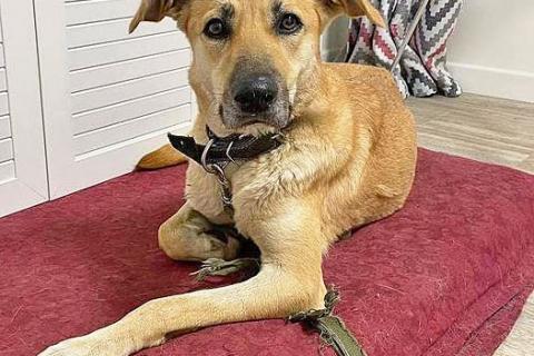 В дар собаку. Ваш самый лучший компаньон, домашняя собака Моника в добрые руки. Фото2