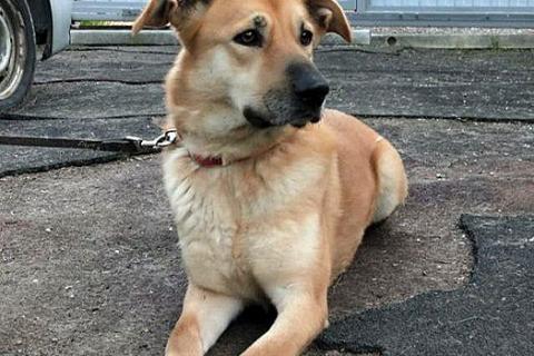 В дар собаку. Ваш самый лучший компаньон, домашняя собака Моника в добрые руки. Фото3