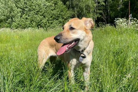 В дар собаку. Ваш самый лучший компаньон, домашняя собака Моника в добрые руки. Фото4