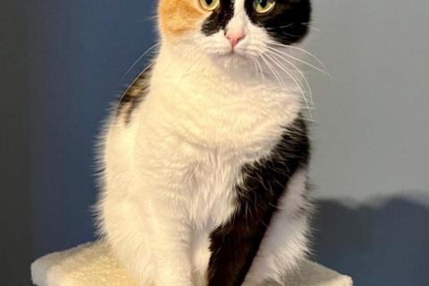 В дар кошку. Яркая ручная трехцветная кошка Майя в дар. Фото1