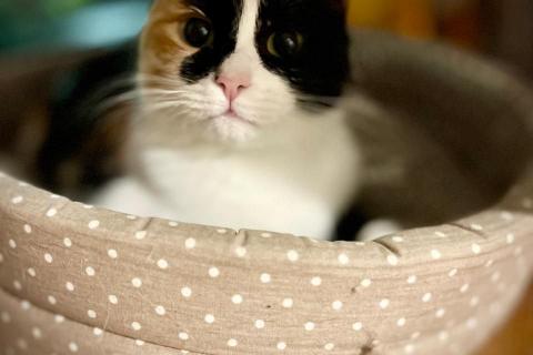 В дар кошку. Яркая ручная трехцветная кошка Майя в дар. Фото2