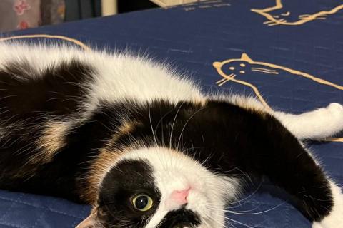 В дар кошку. Яркая ручная трехцветная кошка Майя в дар. Фото3