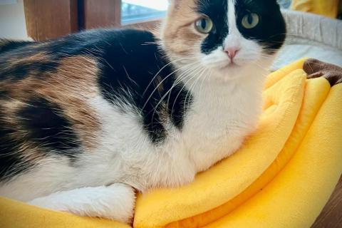 В дар кошку. Яркая ручная трехцветная кошка Майя в дар. Фото4