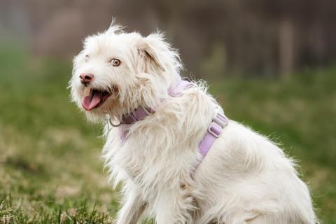 В дар собаку. Метис домовёнка Кузи Бандик ищет дом. Фото1