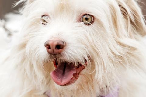 В дар собаку. Метис домовёнка Кузи Бандик ищет дом. Фото3