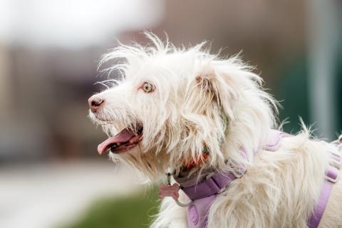 В дар собаку. Метис домовёнка Кузи Бандик ищет дом. Фото4