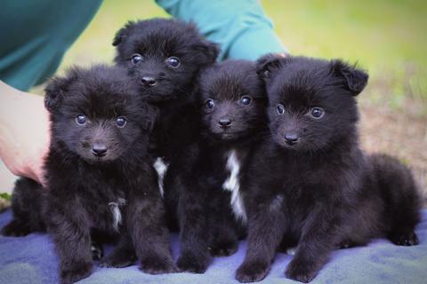 В дар собаку. Чудесные маленькие щенки, мальчики и девочки в добрые руки. Фото1