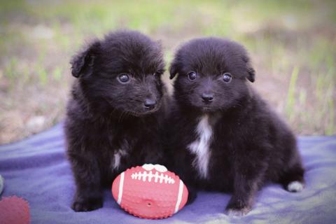 В дар собаку. Чудесные маленькие щенки, мальчики и девочки в добрые руки. Фото2
