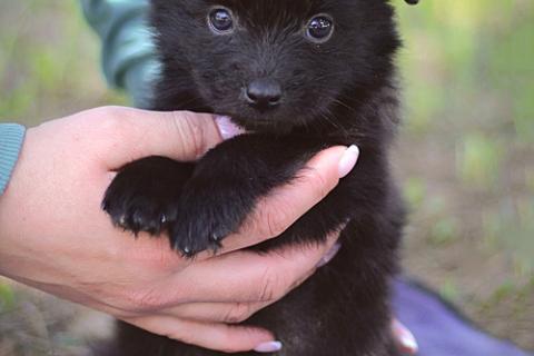 В дар собаку. Чудесные маленькие щенки, мальчики и девочки в добрые руки. Фото3