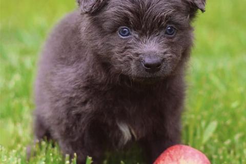 В дар собаку. Чудесные маленькие щенки, мальчики и девочки в добрые руки. Фото4