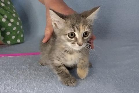 В дар кошку. Ласковая крошка-котенок Тучка в добрые руки. Фото1