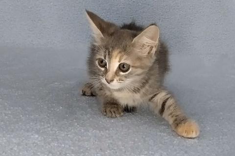 В дар кошку. Ласковая крошка-котенок Тучка в добрые руки. Фото3