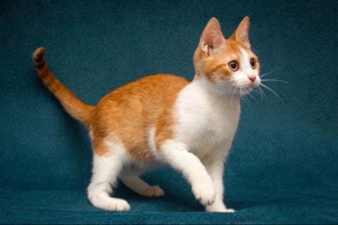 В дар кошку. Персиковое чудо Китти, милый, нежный котенок в добрые руки. Фото1