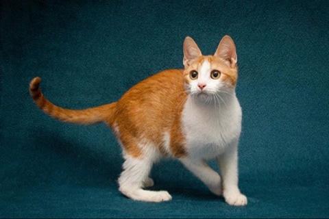 В дар кошку. Персиковое чудо Китти, милый, нежный котенок в добрые руки. Фото2