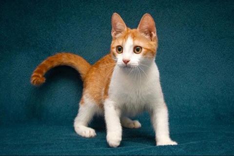 В дар кошку. Персиковое чудо Китти, милый, нежный котенок в добрые руки. Фото3