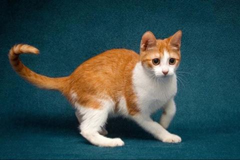 В дар кошку. Персиковое чудо Китти, милый, нежный котенок в добрые руки. Фото4