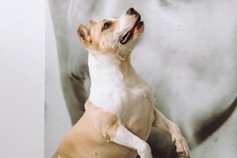 В дар собаку. Совершенно очаровательная стаффочка по имени Сара ищет дом. Фото1