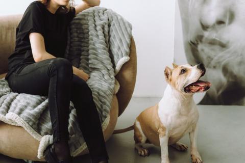 В дар собаку. Совершенно очаровательная стаффочка по имени Сара ищет дом. Фото2