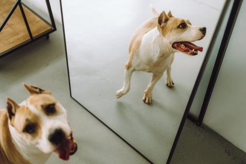 В дар собаку. Совершенно очаровательная стаффочка по имени Сара ищет дом. Фото3