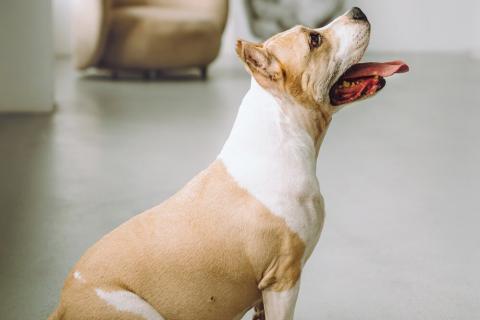 В дар собаку. Совершенно очаровательная стаффочка по имени Сара ищет дом. Фото4