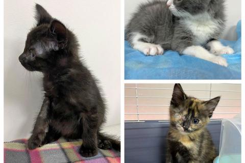 В дар кошку. Они обездолены с рождения! Маленькие котята ищут дом. Фото1