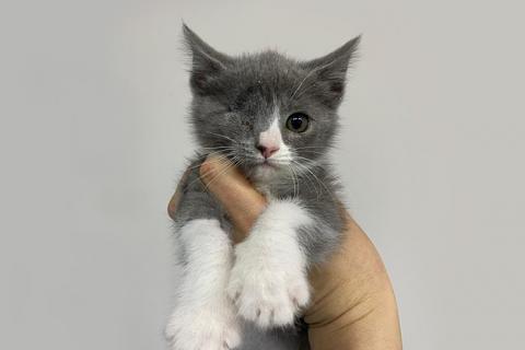 В дар кошку. Они обездолены с рождения! Маленькие котята ищут дом. Фото2