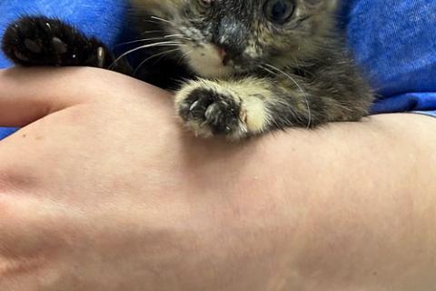 В дар кошку. Они обездолены с рождения! Маленькие котята ищут дом. Фото3