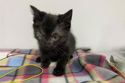 В дар кошку. Они обездолены с рождения! Маленькие котята ищут дом. Фото4