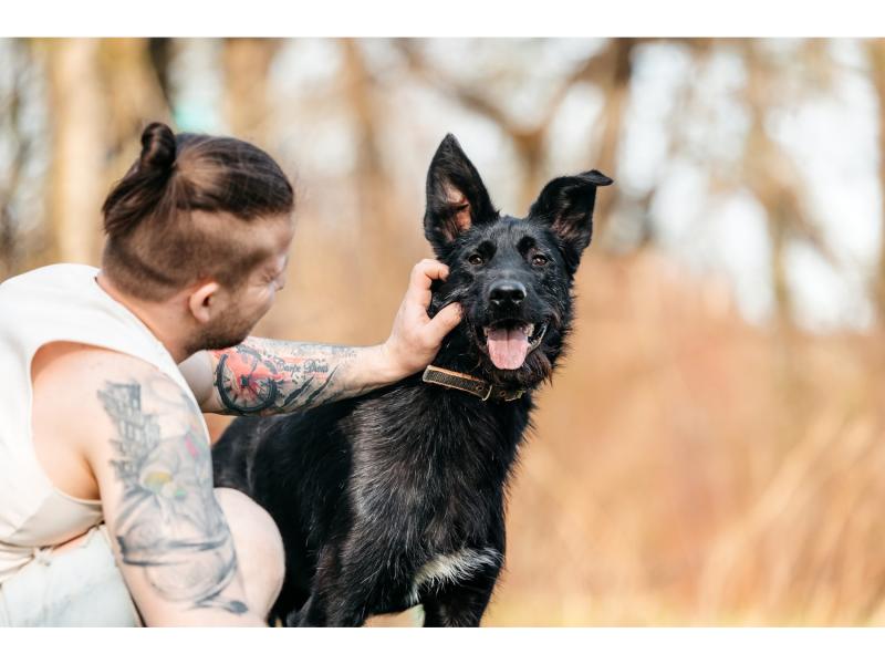 В дар собаку